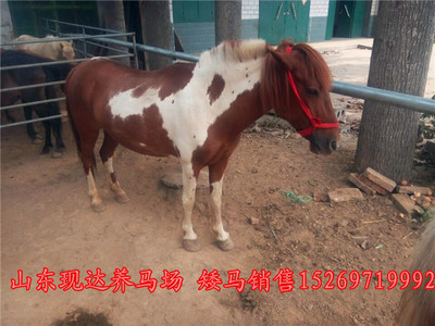 探尋滁州正規(guī)養(yǎng)馬場(chǎng) 馬匹價(jià)格與婚慶旅游用馬購(gòu)買(mǎi)指南
